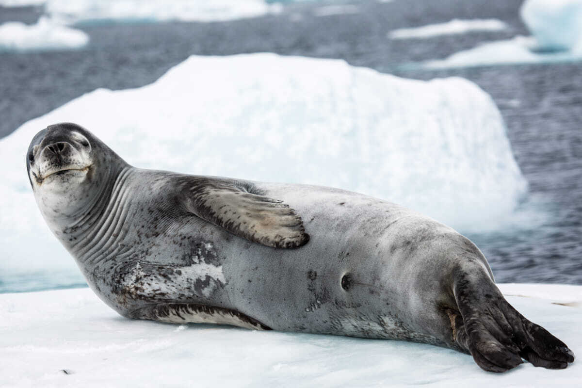 攻擊性強的豹海豹（Leopard Seal）是南極洲的頂尖獵食者，即使牠躺在浮冰休息也會「目露凶光」盯著我們。