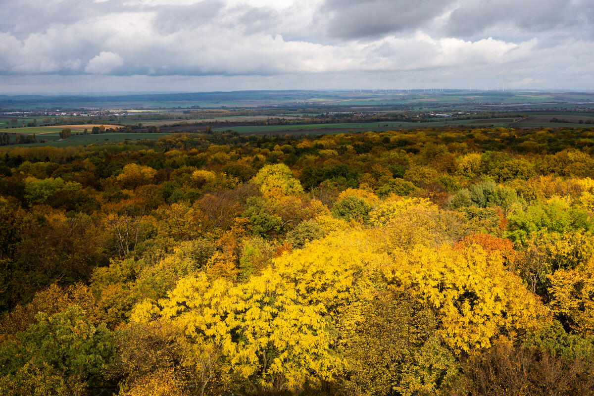 海尼希國家公園（Hainich National Park）森林景貌。