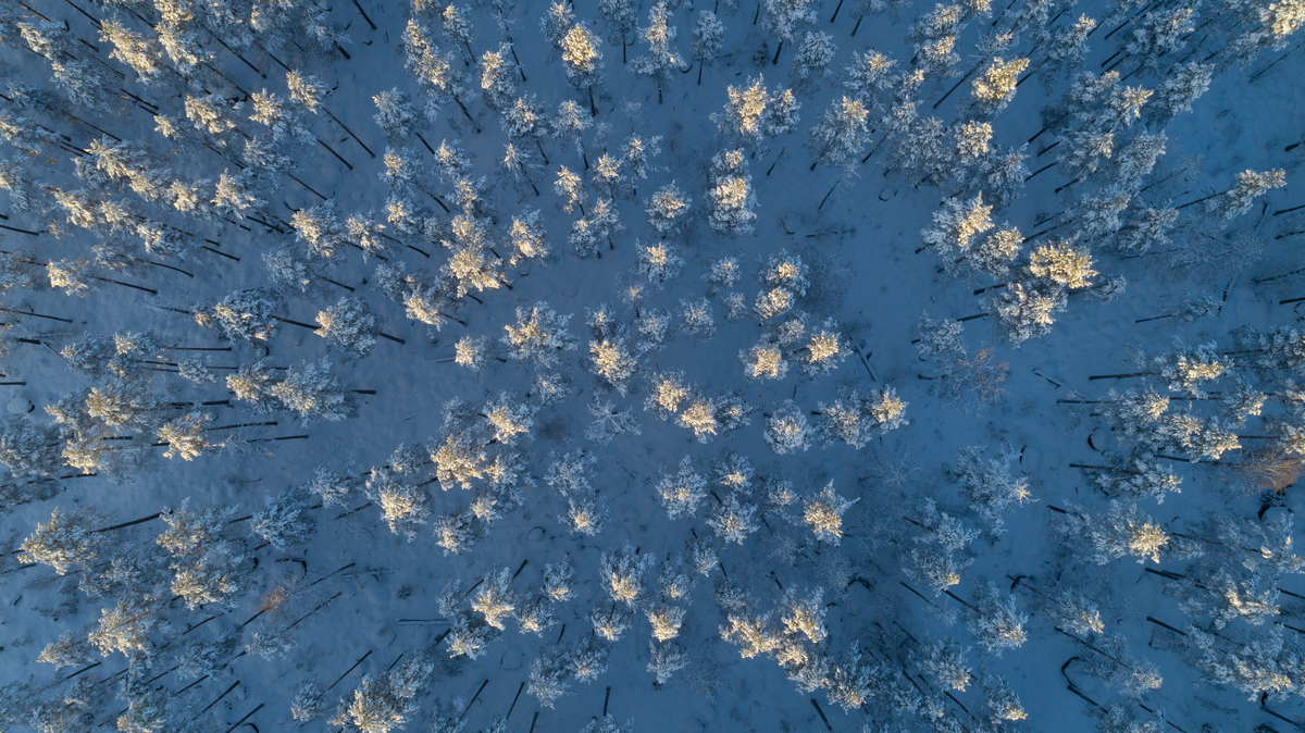 瑞典北方森林（Northern Forests）是全球針葉林生態系統的重要部分，原始森林獨有的地衣、苔蘚是馴鹿的主食。