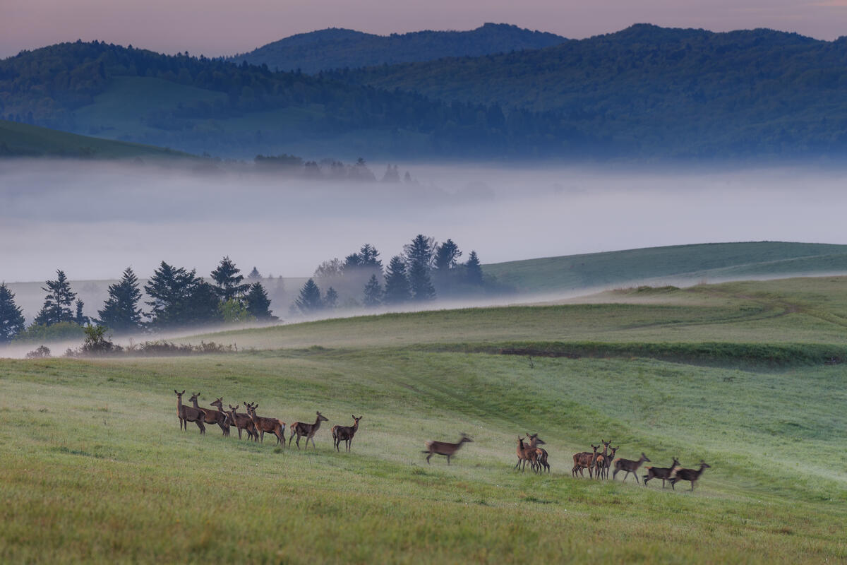 喀爾巴阡山脈（Carpathians）擁有歐洲第二大原始森林，僅次於北方針葉林帶，是棕熊除俄羅斯之外的主要棲息地。