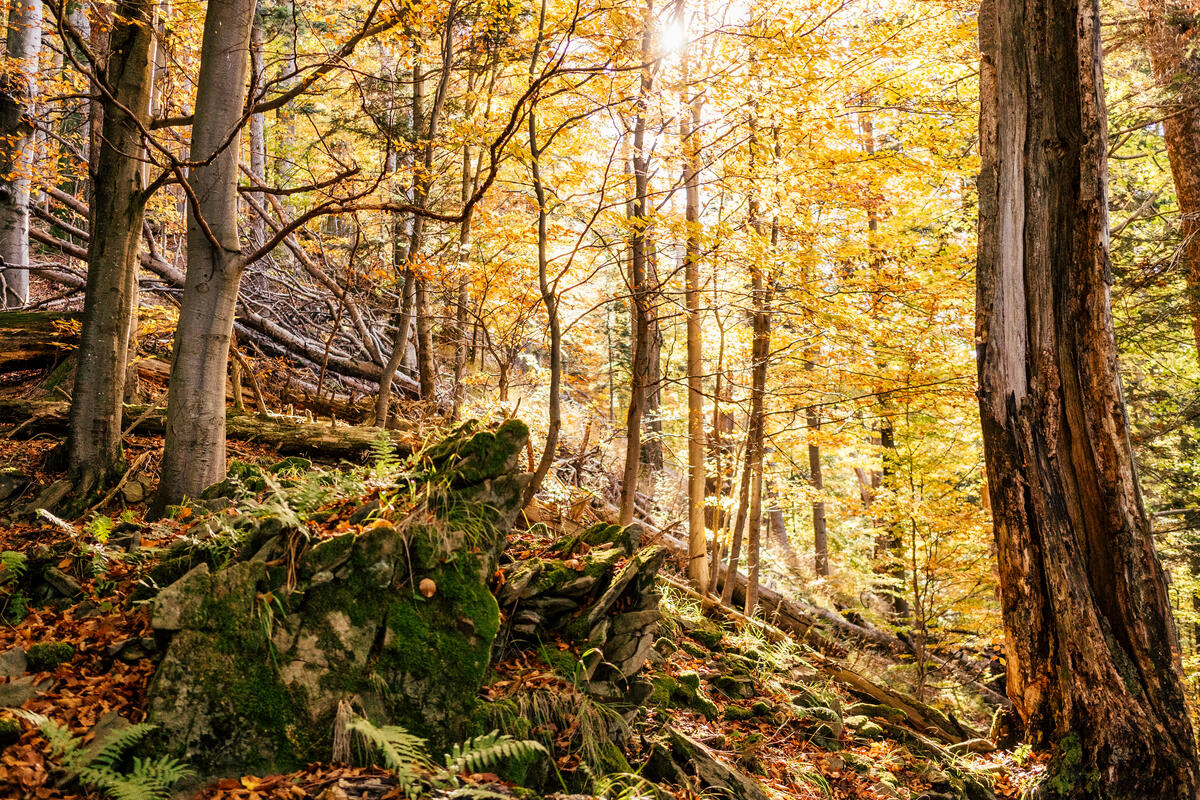 喀爾巴阡山脈（Carpathians）森林美景。