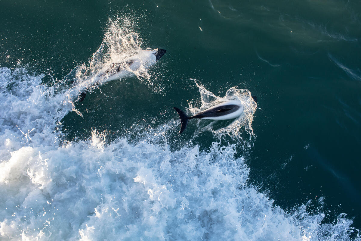 綠色和平南極研究調查團隊於2022年2月，在南極麥哲倫海峽（Strait of Magellan）目擊康氏矮海豚（Commerson's Dolphin）。