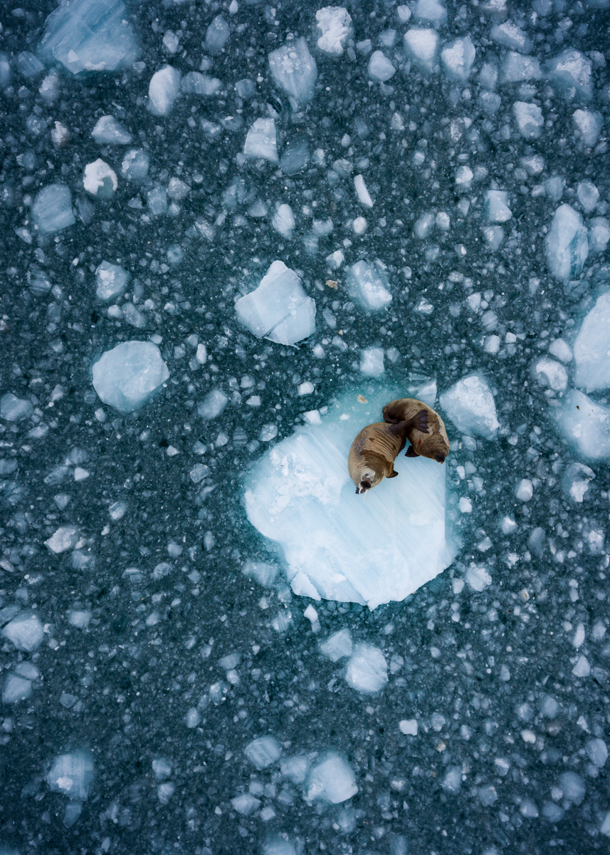 北極不只是珍貴物種的脆弱家園，它對全球暖化特別敏感的特質，也如同人類能否及時拯救氣候的環境指標。