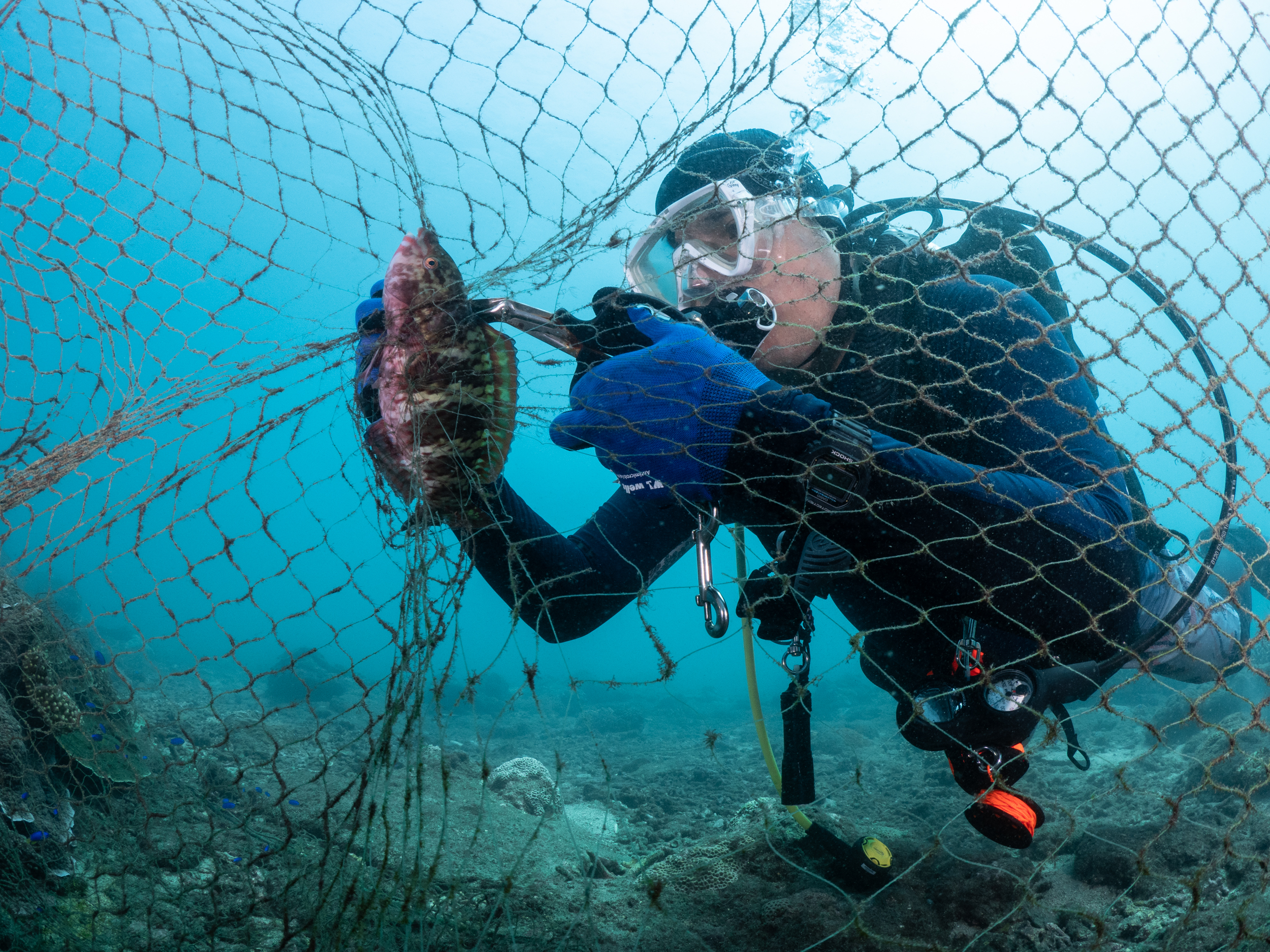 2022年9月，綠色和平邀集32名潛水志工，於澎湖縣望安島綠蠵龜產卵棲地保護區海域，展開水下淨海行動，圖為志工正在解救被漁網纏縛的魚隻。