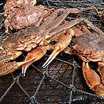 松葉蟹（snow crab，也稱雪蟹）
