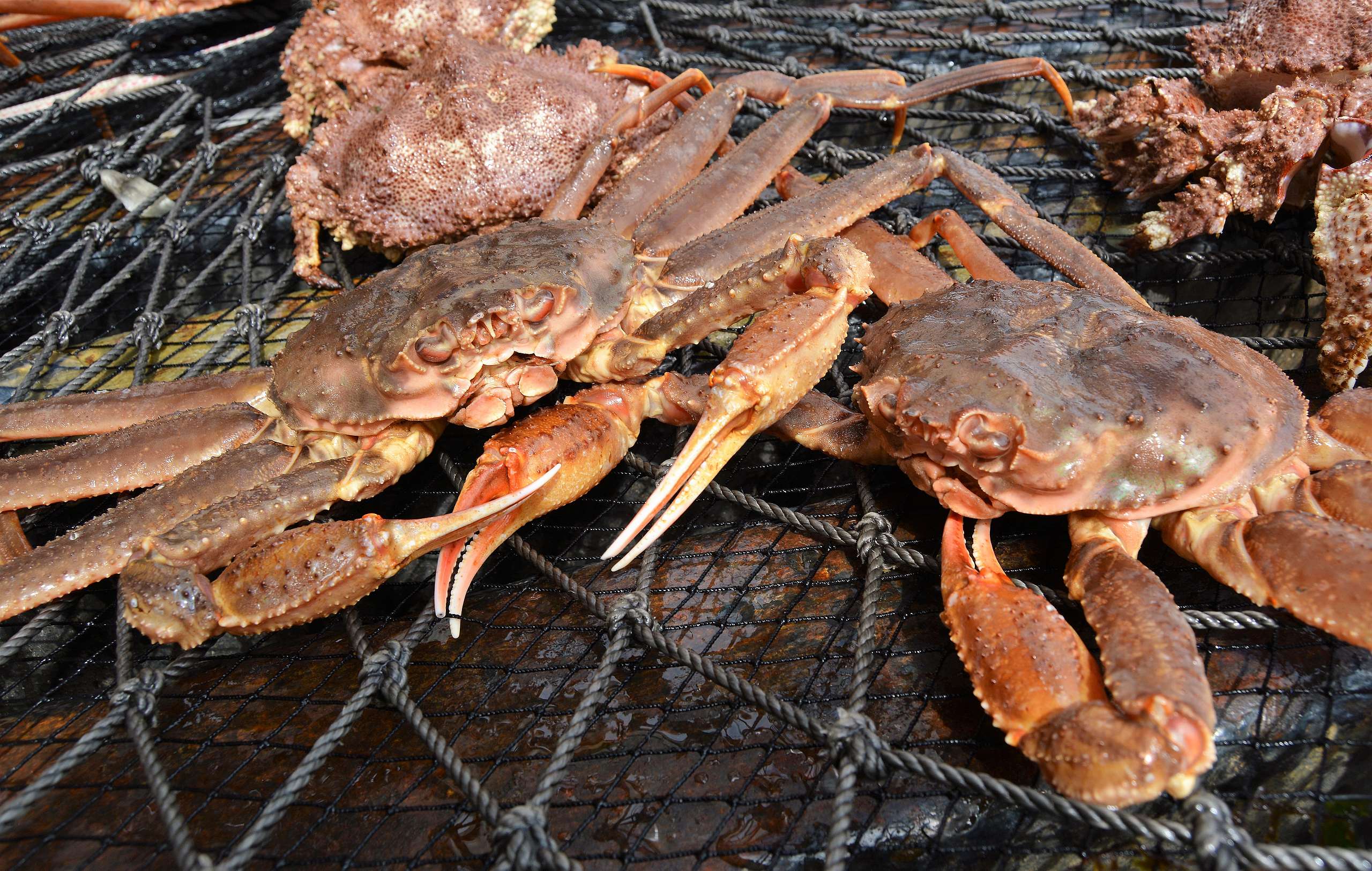 松葉蟹（snow crab，也稱雪蟹）