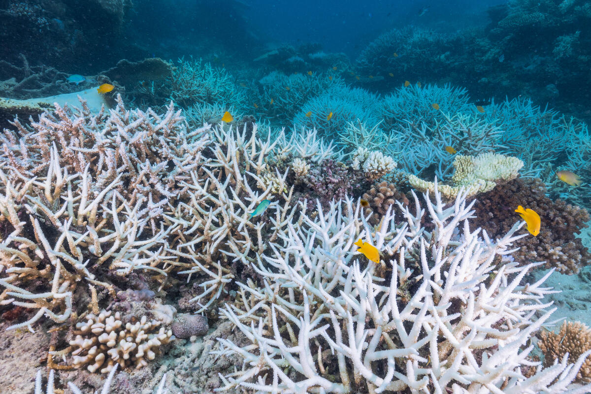 2022年3月澳洲大堡礁的珊瑚出現白化現象。化石燃料不僅製造大量碳排，導致海洋酸化影響珊瑚，全球暖化更始海水溫度升高，雙重衝擊海洋生態。