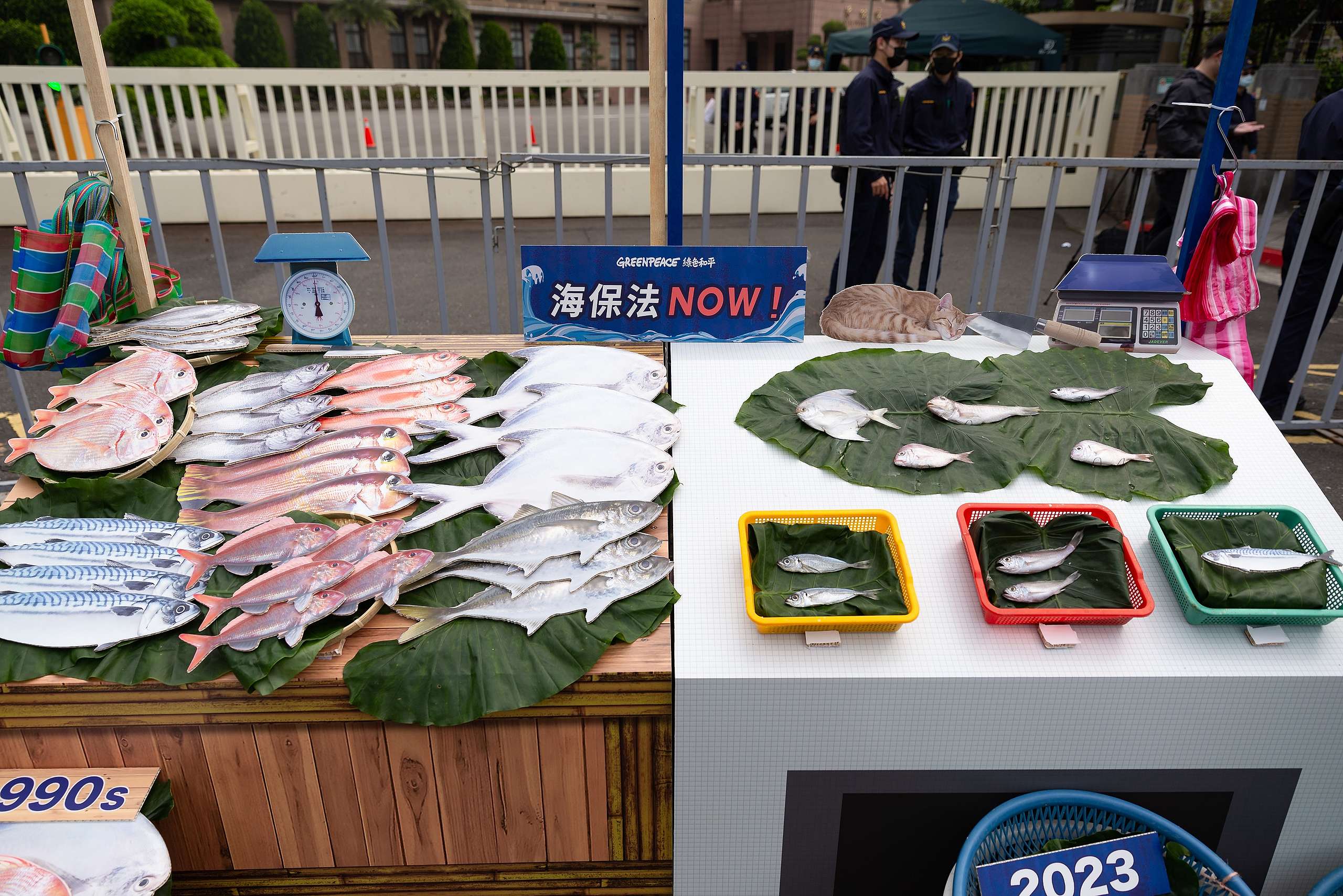 2023年3月9日，綠色和平召開「下一代，魚季猶存？」記者會，揭露臺灣6種市場常見的魚類體長，相較1990年代，已大幅縮水，顯示魚類生態正邁向枯竭。圖中右邊的是實際在漁市中販賣的幼魚。