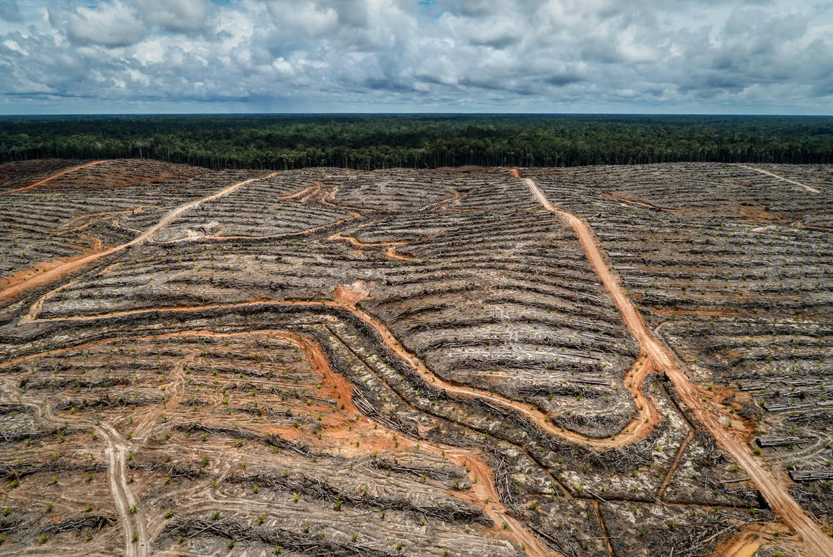 2018年4月1日，綠色和平調查團隊前往印尼巴布亞省林地，記錄森林遭棕櫚油企業為了發開油棕櫚種植園，大規模砍伐、清空林地。