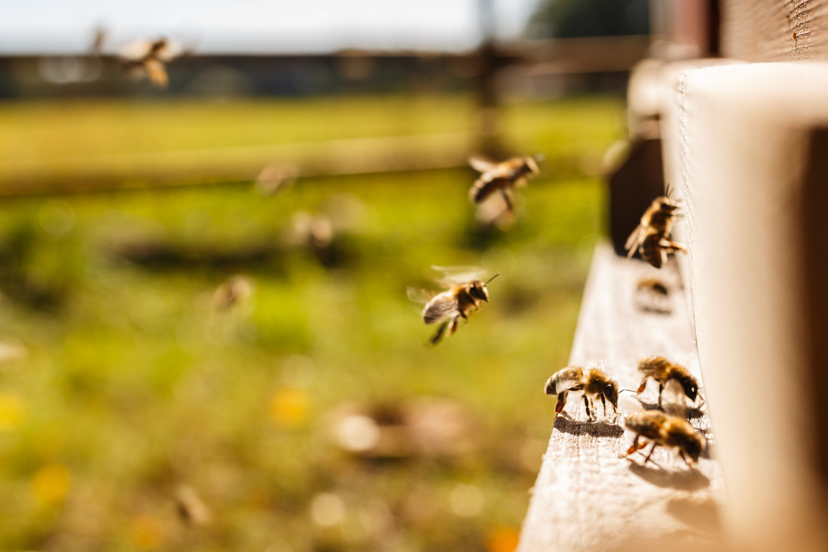 蜜蜂透過在空中飛舞的舞蹈，互相傳遞訊息，告知哪裡有新的花朵可以採集花粉。