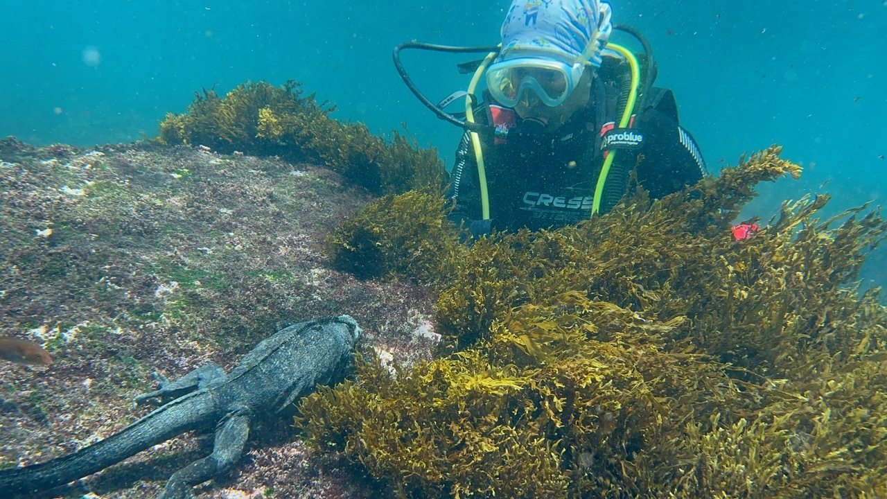 鈴噹是20年的資深潛水員，她在加拉巴哥的潛水之旅與海中生物四目相望，彼此交換無聲的故事。