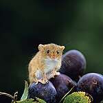 英國城市野化地區的梅樹上出現巢鼠（harvest mouse）。