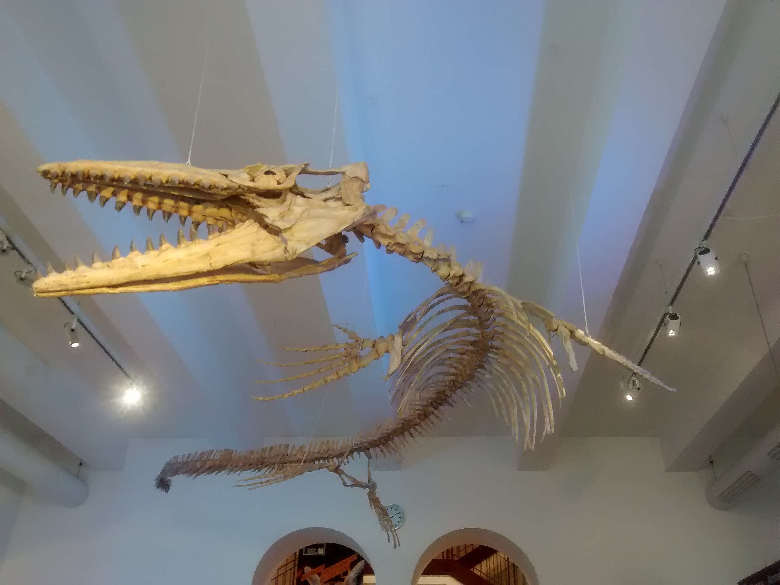 滄龍(Mosasaurus)有指是中生代海洋的最強掠食者,但牠並非恐龍,而是一種已滅絕的水生蜥蝪。