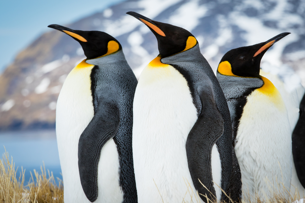 皇帝企鵝是世界上最大的企鵝（成年企鵝高110至125公分），也是南極洲特有以及僅有的兩種企鵝之一。牠們在南極冬季繁殖，須在4月至12月間利用堅固海冰築巢撫育幼鳥。