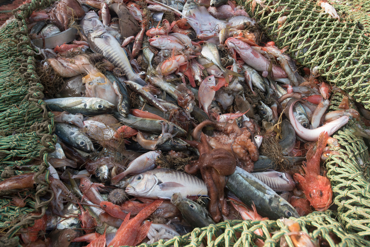 底拖網等破壞型漁法造成混獲問題，使非目標魚種一起被拖上岸。