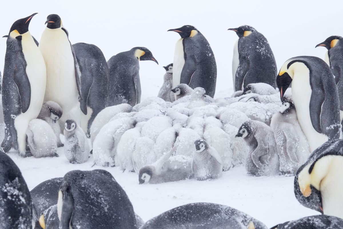 南極即使是夏天也會颳著極度嚴寒的暴風雪，皇帝企鵝寶寶簇成一團取暖！
