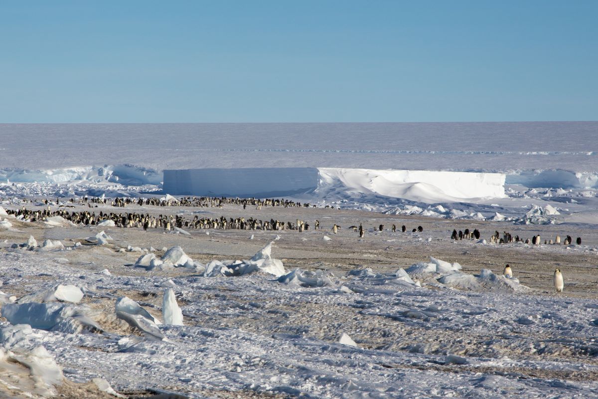 2015年拍下在海冰上的皇帝企鵝。海冰減少可能影響到皇帝企鵝的生育環境，我無法想像牠們在這樣的情況下如何孕育下一代。