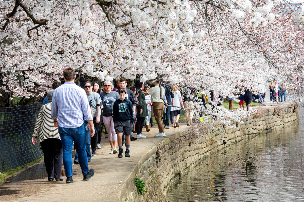 2020年3月19日，美國華盛頓州的櫻花盛開，吸引大批人潮賞櫻。