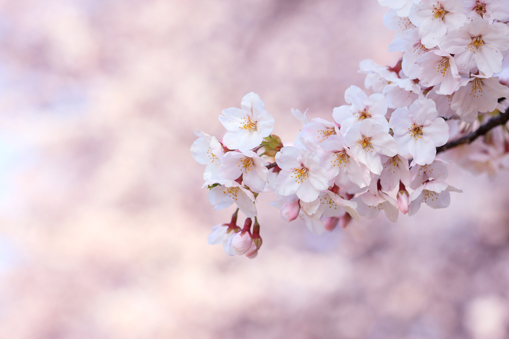櫻花開花時間完全是由氣溫決定，如果遇到較暖的氣候可能提早綻放。