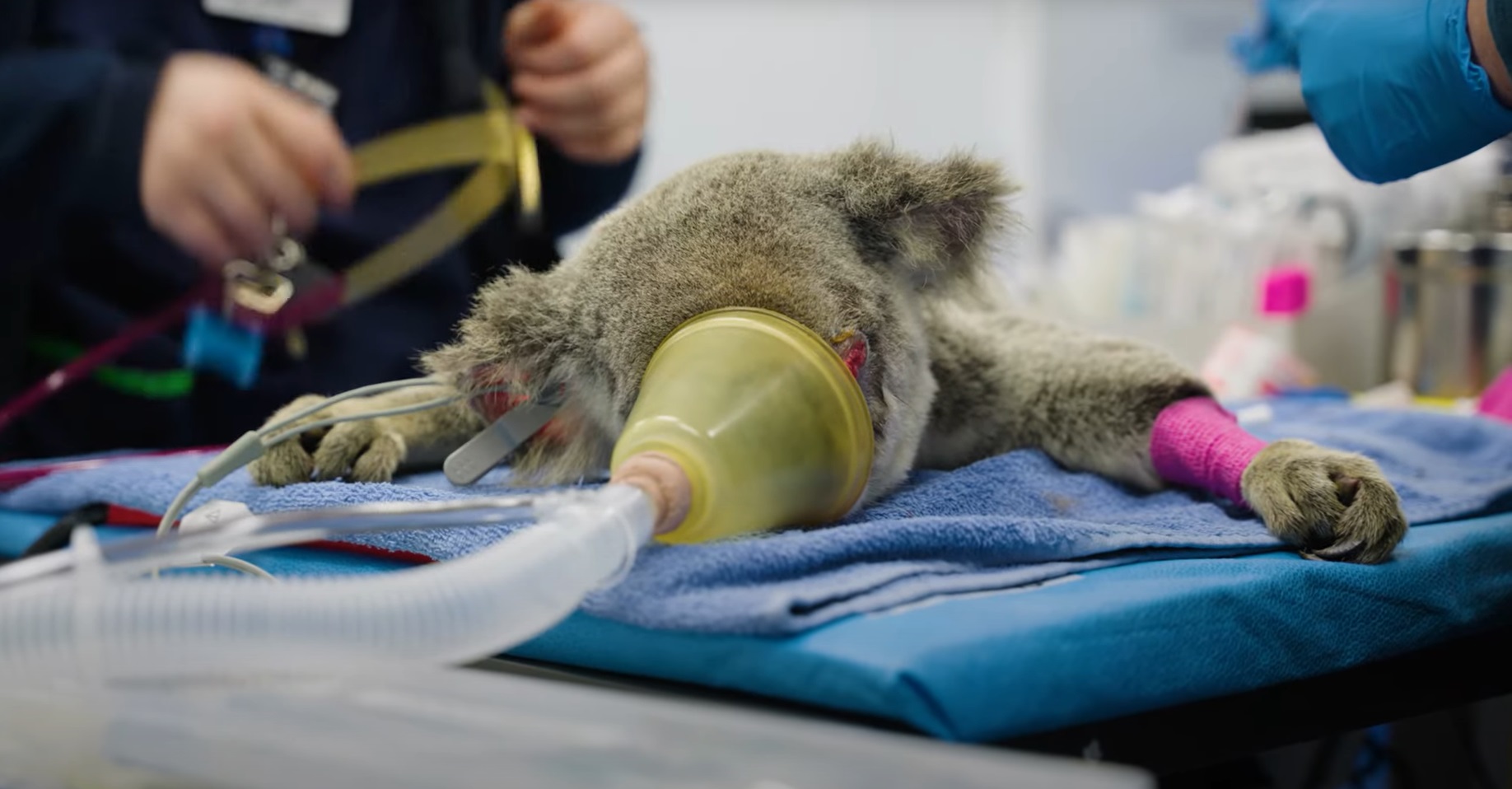 RSPCA救援的澳洲無尾熊，當地大量野生動物因人為毀林而受傷，甚至喪命。