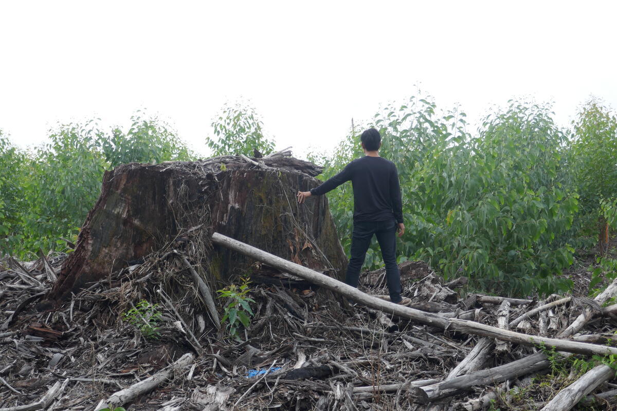 Rainforest Tree Stump Stands in a Forestry Concession in West Kalimantan. © Greenpeace