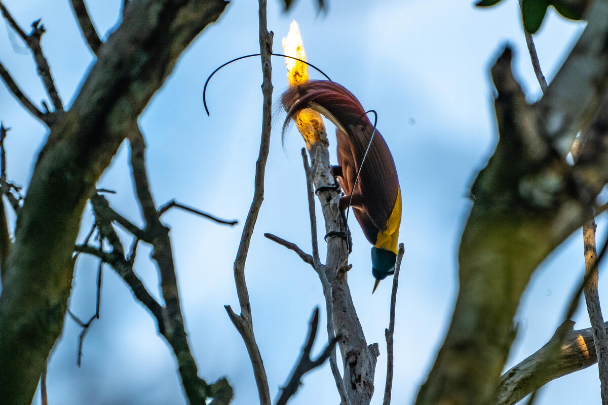 一隻紅天堂鳥在樹枝上翩翩起舞,印尼四王群島。