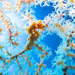 守住這片海：從珊瑚調查到遠洋漁業治理，2025 海洋行動回顧