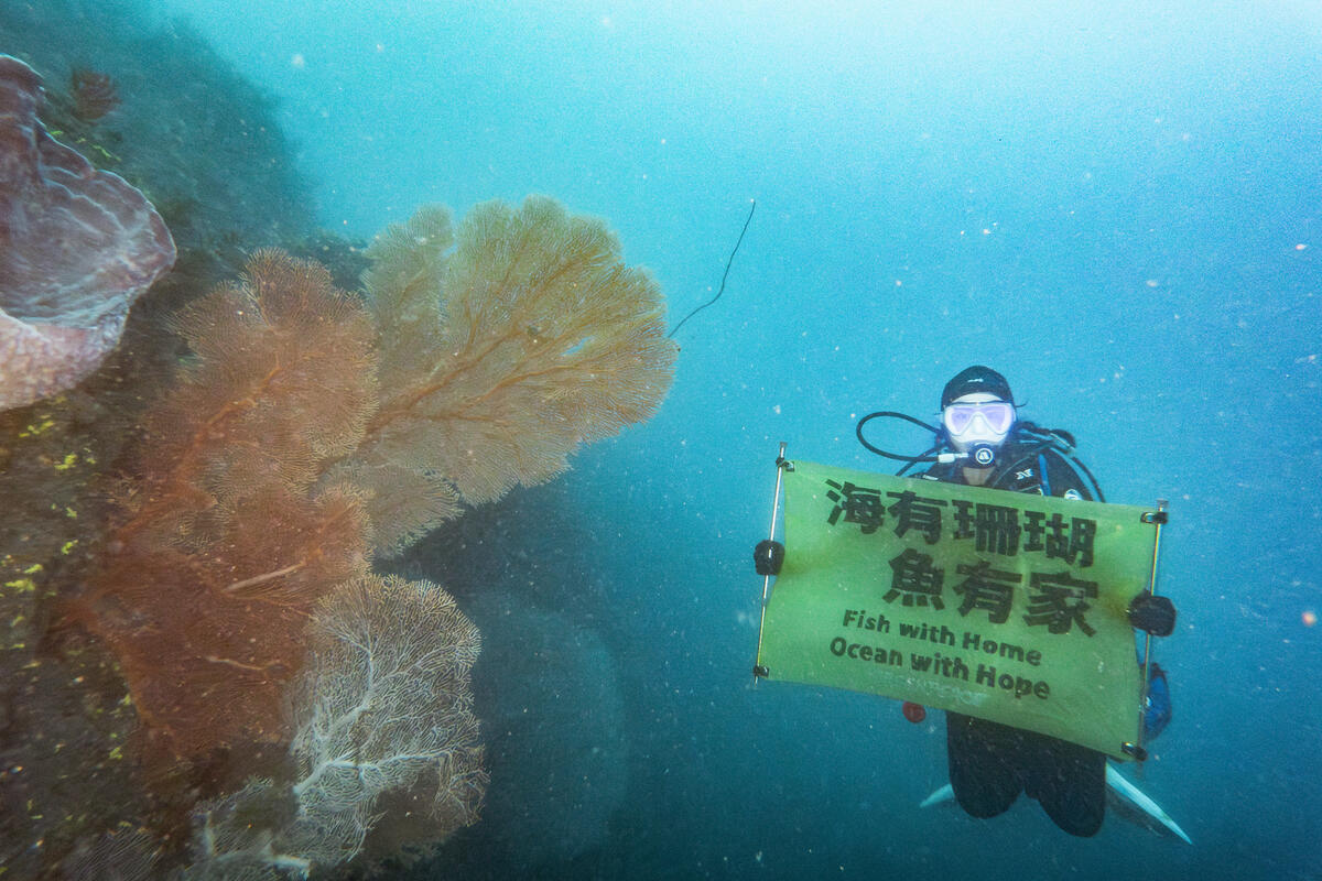 2025 年，綠色和平調查員在臺東三仙台白礁水下記錄一人高的大型海扇，表示海下生態狀況穩定。