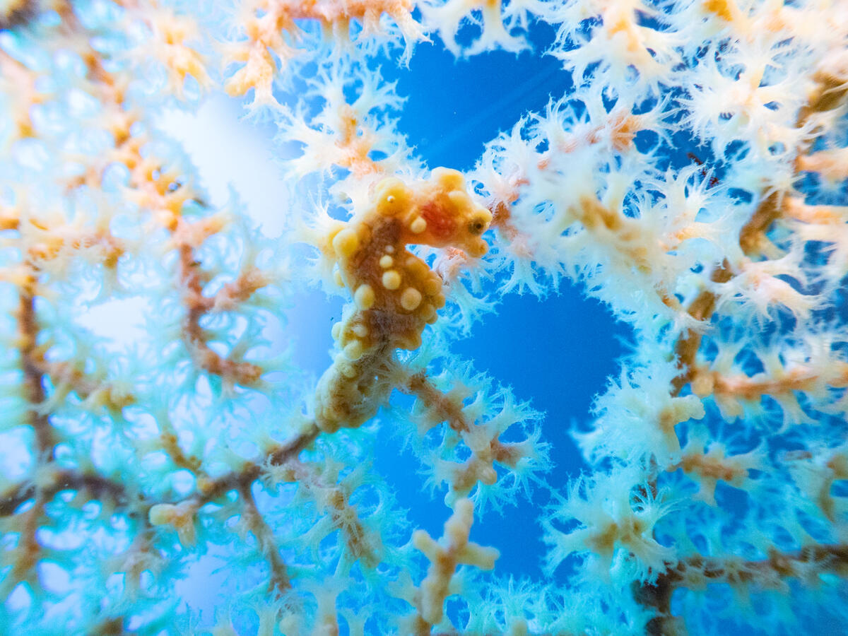 2025 年，臺東三仙台錨礁水下發現稀有的豆丁海馬。