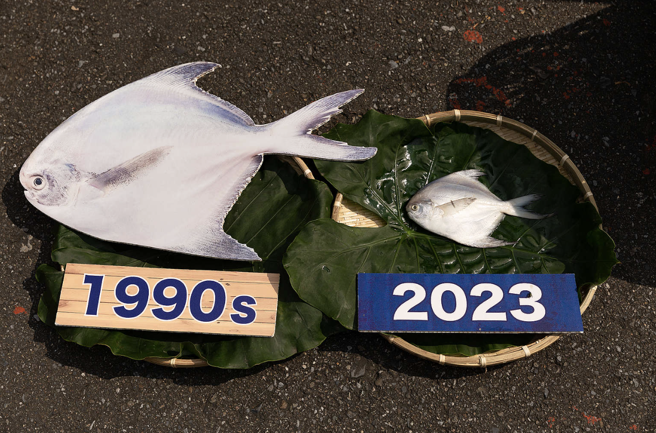2023 年 3 月 9 日，綠色和平海洋專案團隊在行政院門外召開記者會，將過往文獻中的成熟體長參考值的白鯧與如今實際在漁市中販賣的幼魚作比對，呼籲行政院代表儘快送審《海洋保育法》。2024 年底，臺灣《海洋保育法》終於在公眾的期待中通過，並於 2025 年 7 月正式上路。© Greenpeace