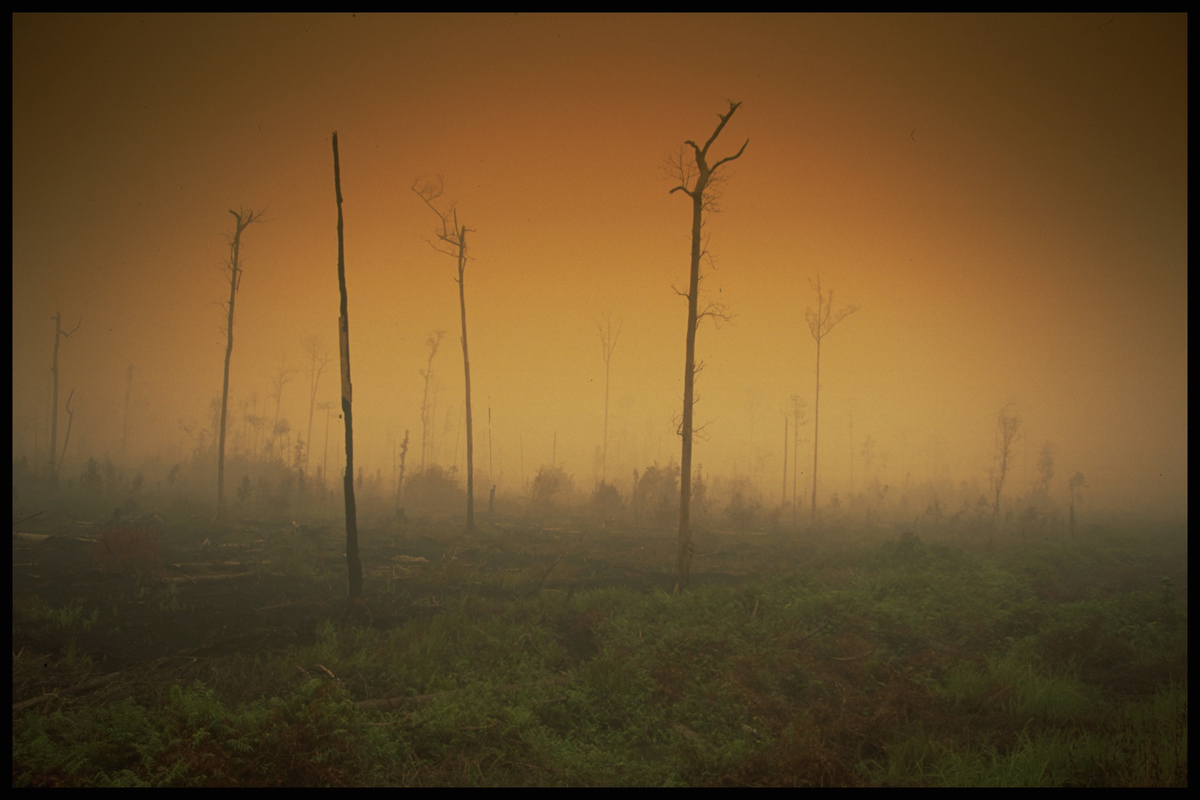 Forest Fire in Sumatra. © L. Lily / Greenpeace