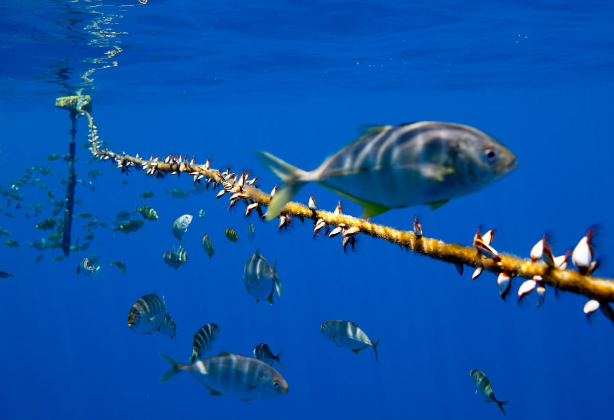 西太平洋的魚群驚險地游在人工集魚器旁，這類的捕魚裝置很容易傷害大型魚類如鮪魚，過度捕撈更將導致海洋生態系統崩潰。