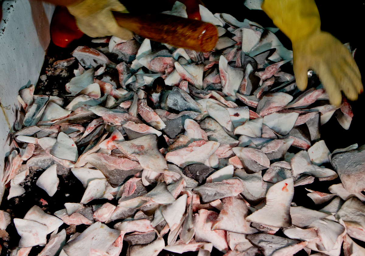 2015年，Paul Hilton與綠色和平行動者，揭露臺灣漁船順德慶888號在太平洋海域非法捕撈鮪魚與鯊魚鰭，這些魚鰭至少來自42條鯊魚。
