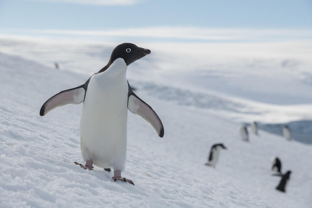 除了頰帶企鵝，阿德利企鵝的數量也在27年間下降了16%。