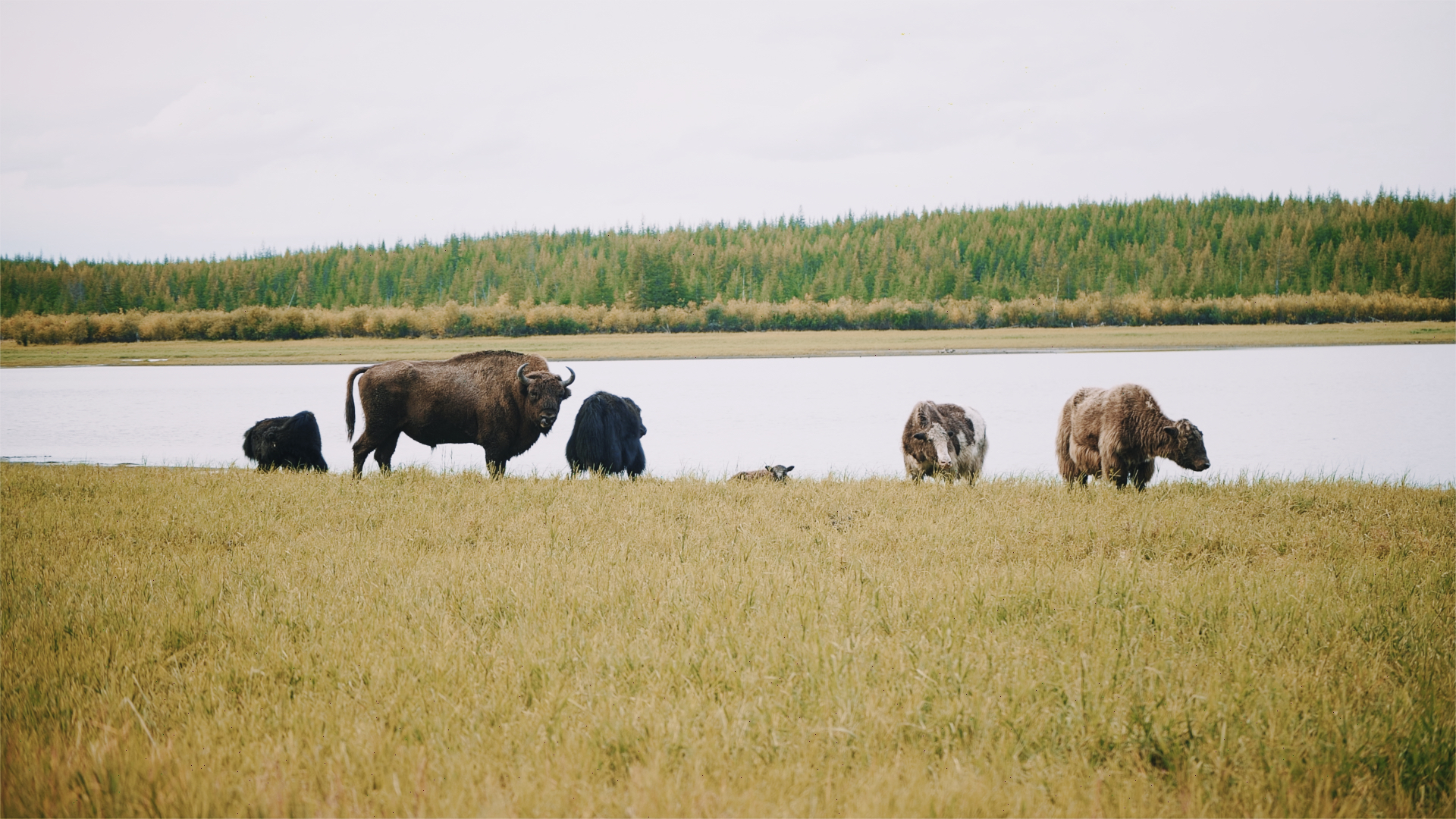 野牛與牧草的自然互動，有助降低永凍土氣溫。