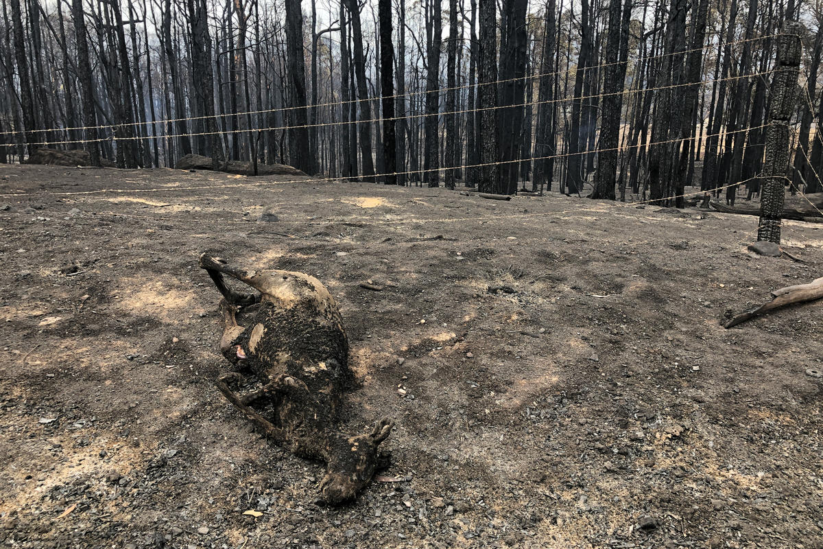 澳洲大火延燒4個月，澳洲全境超過 21% 森林被燒毀，火災燃燒面積高達 1,710 萬公頃，近 5 個臺灣，超過 10 億隻動物因澳洲大火燒死，或失去棲息地與食物而喪生。