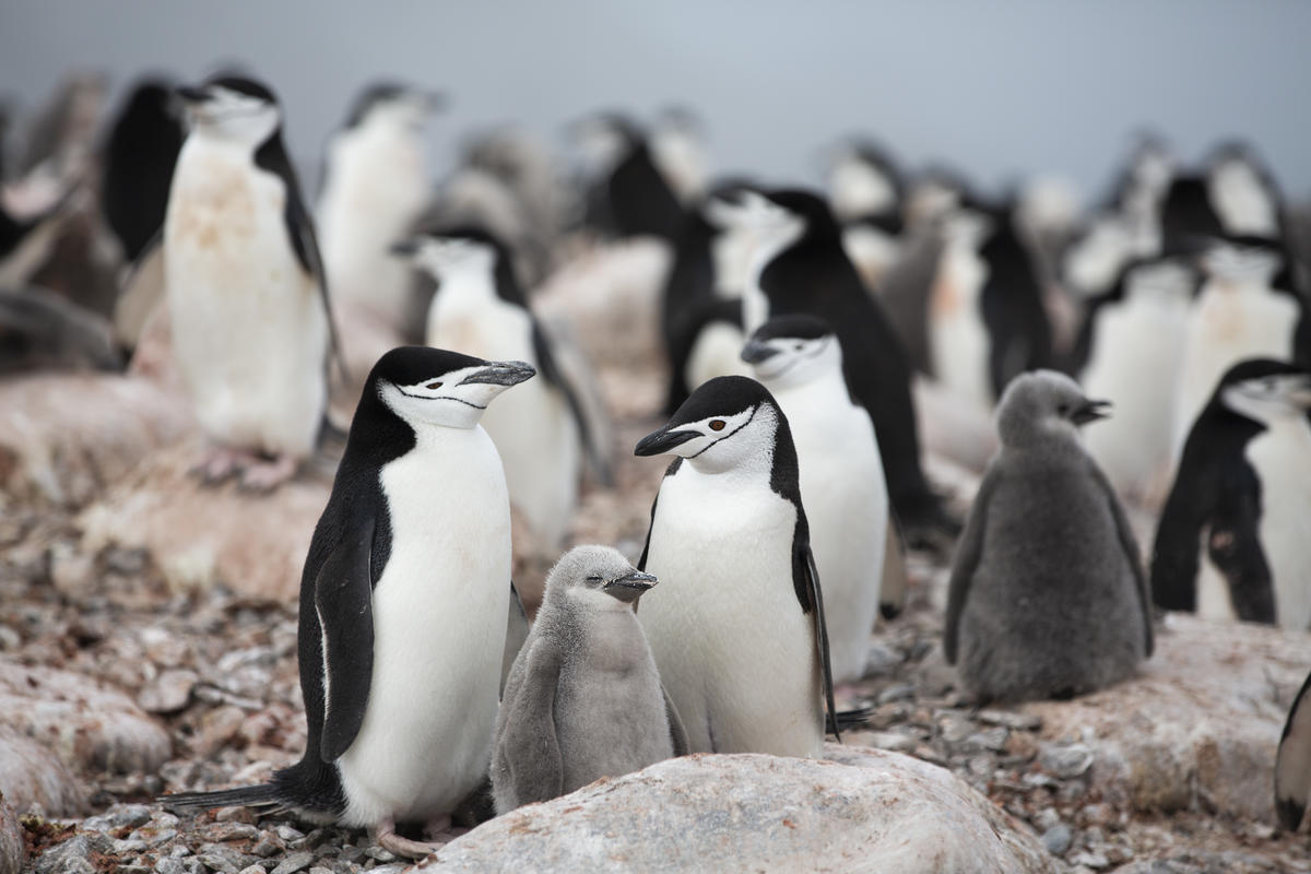 2020年初，綠色和平研究團隊來到南極進行「數企鵝」調查，發現頰帶企鵝的數目比 50 年前減少高達 77%。