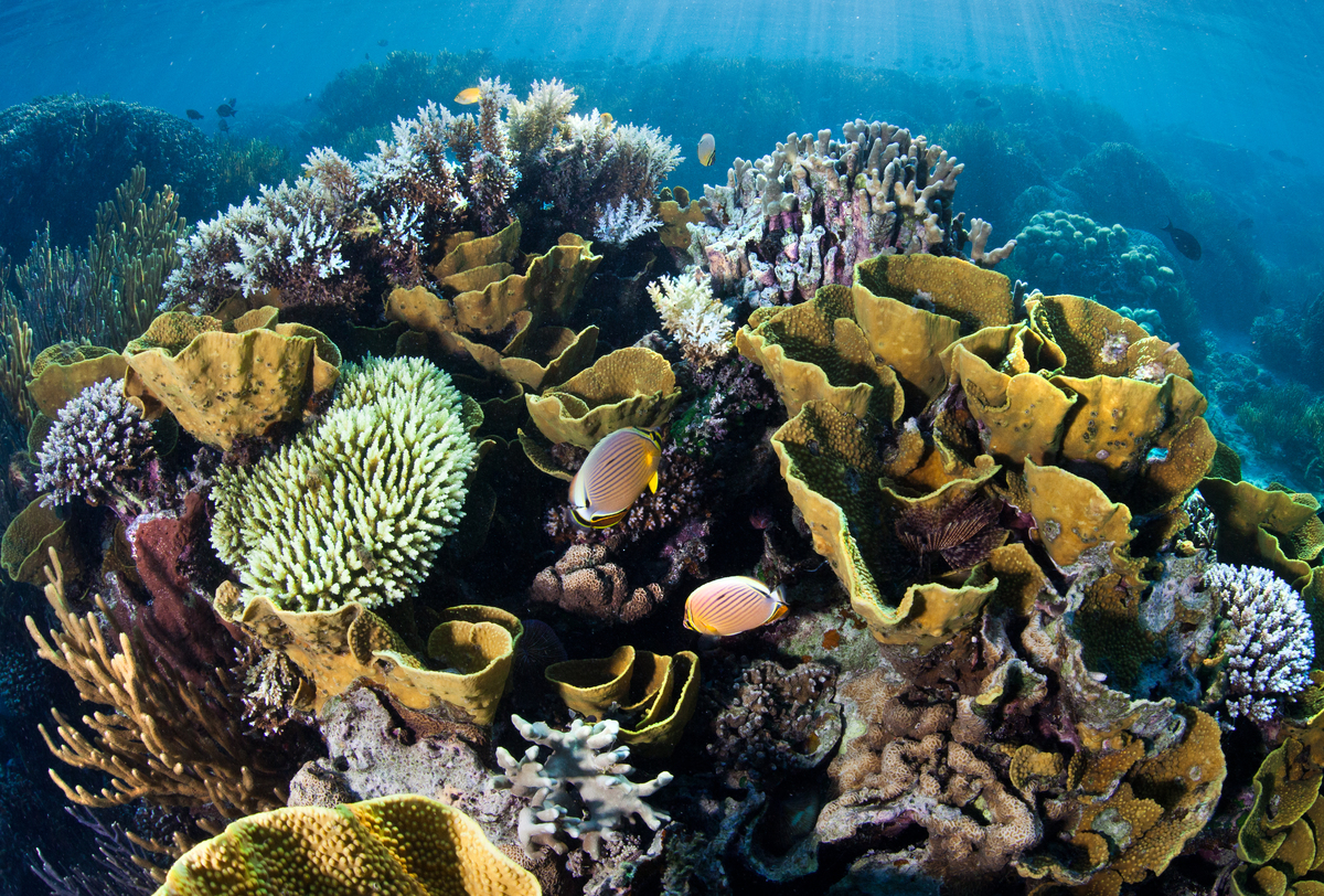 健康的珊瑚礁是孕育與多海洋物種的搖籃，但這須要仰賴適度的海水溫度、酸鹼值、清澈度，當全球暖化使海洋溫度升高，就會衝擊許多棲息在此的生物。