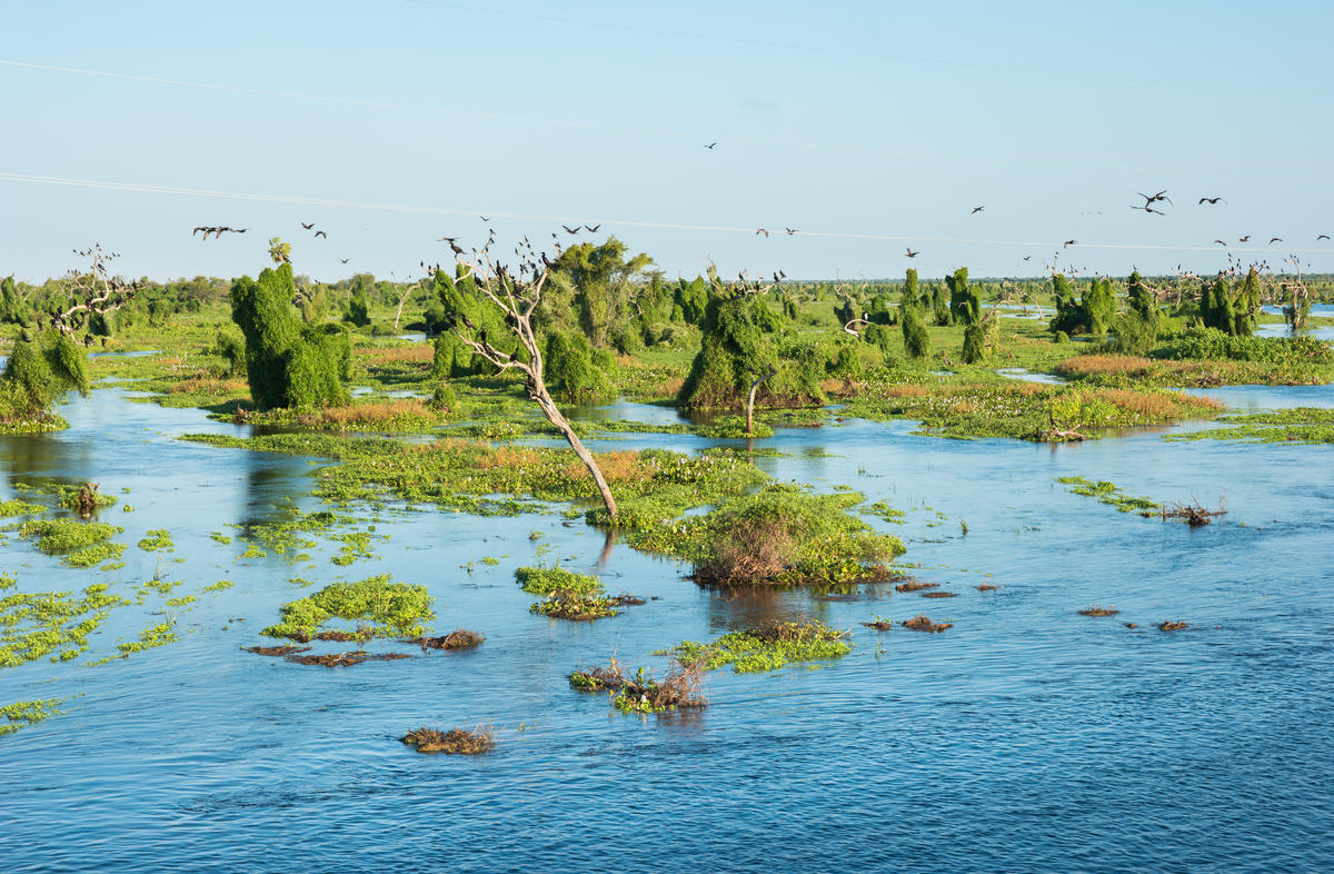 阿根廷大查科森林的美麗濕地風景，許多鳥類在此棲息繁衍。