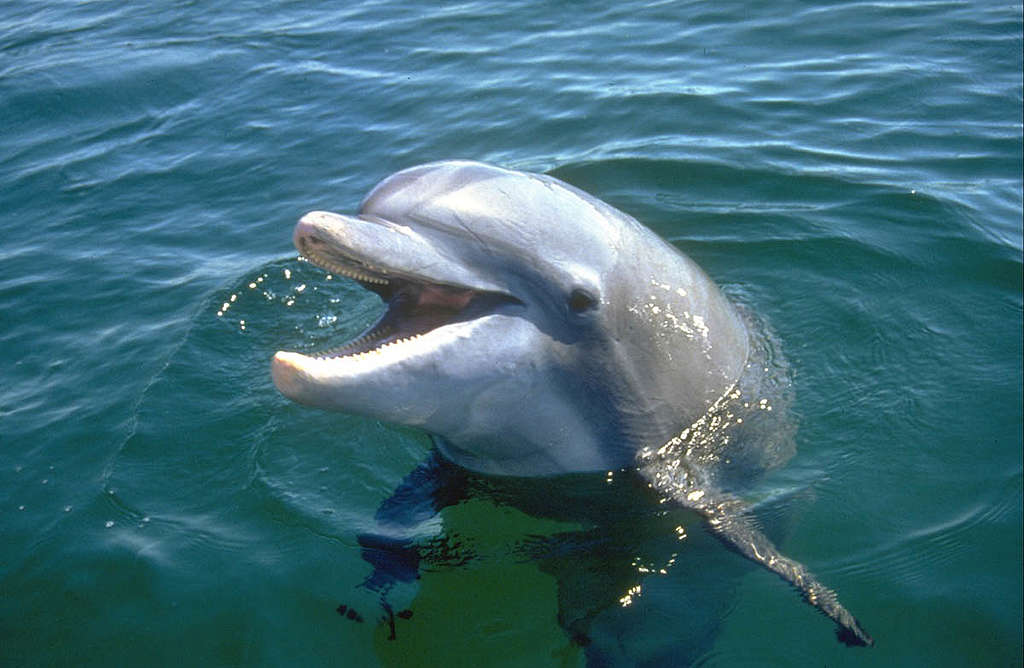 墨西哥灣的寬吻海豚