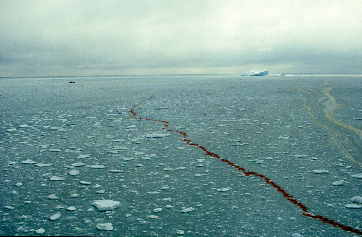 1981年，綠色和平啟動守護豎琴海豹（harp seal）專案，Pierre Gleizes跟隨團隊來到加拿大紐芬蘭省（Newfoundland），記錄了被獵殺的海豹遭拖行後，在皚皚雪地上留下觸目驚心的血痕。