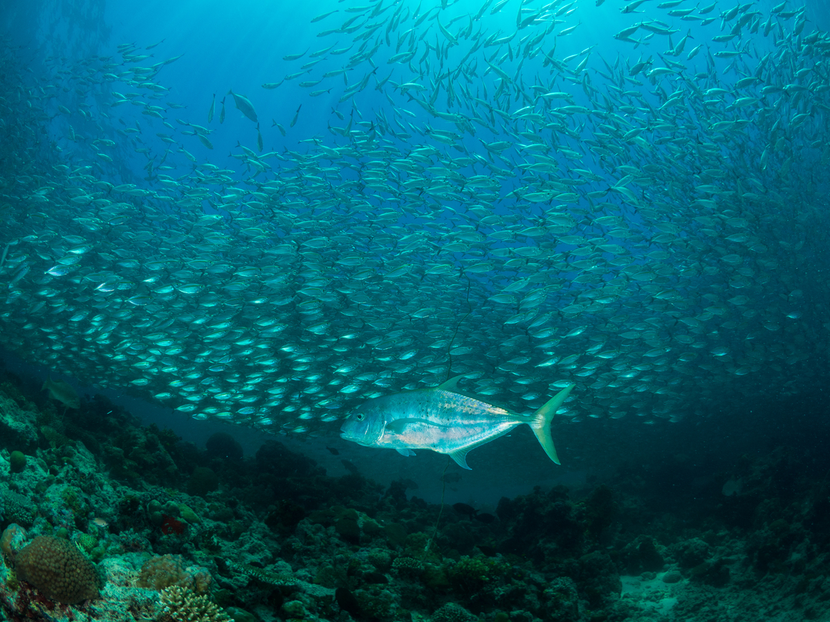 菲律賓巴拉望的珊瑚礁，上方有一大群魚優游，猶如夢幻的海底世界。