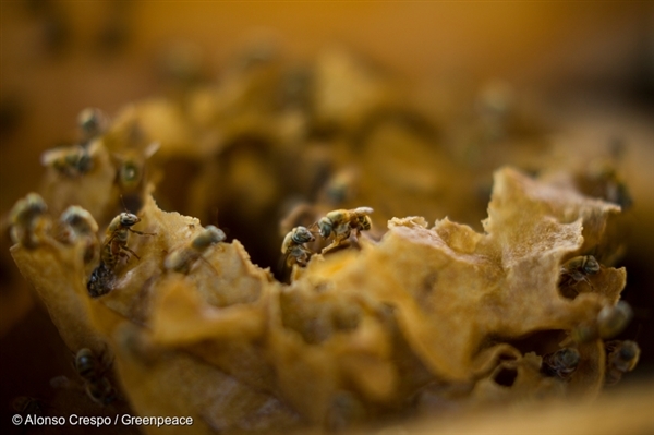 insect-bees