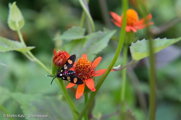 Insect-Butterfly