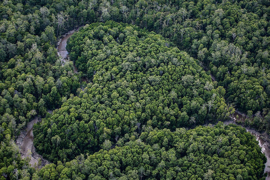 Primary Forest in Papua. © Ulet  Ifansasti / Greenpeace