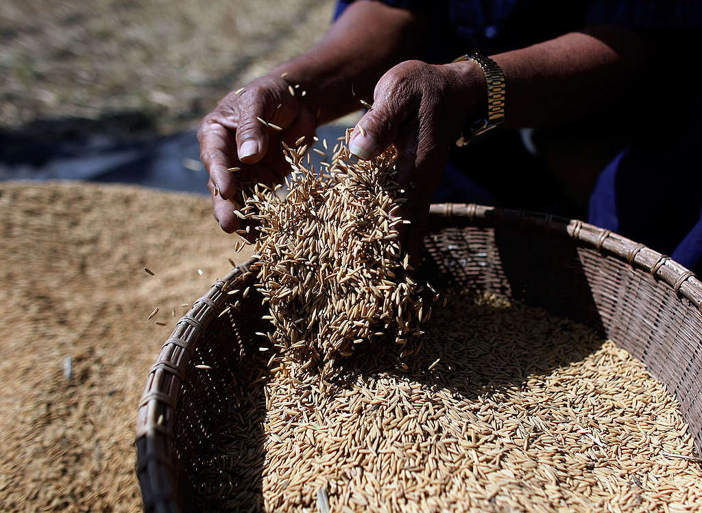 Organic Rice Art Ratchaburi. © Greenpeace / Athit Perawongmetha