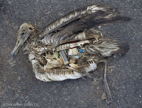 Plastics Pollution Plastics Pollution