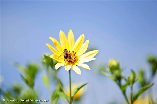 insect-bees