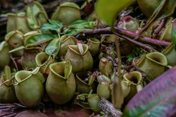 tropical pitcher plants