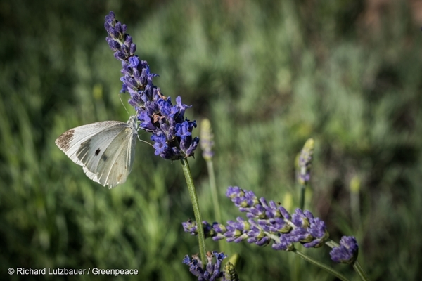 Insect-Butterfly